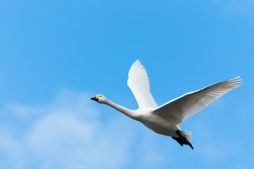 飛ぶ白鳥