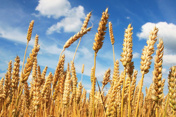 Wheat field