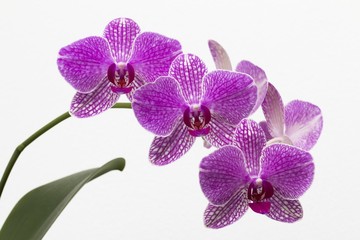 Orchidée