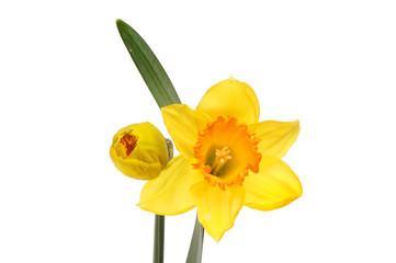 Daffodil flower bud