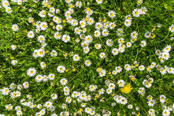 G&auml;nsebl&uuml;mchen