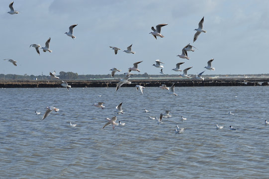 gaviotas en la marisma