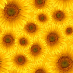 Obraz premium seamless pattern flower sunflower