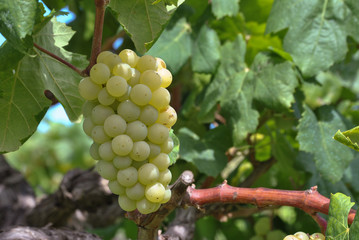 Fototapeta premium Uvas madurando