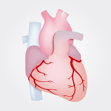 Human heart anatomy isolated on white background