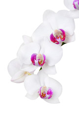 Naklejka na ściany i meble White orchid flower