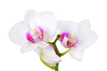 White orchid flower