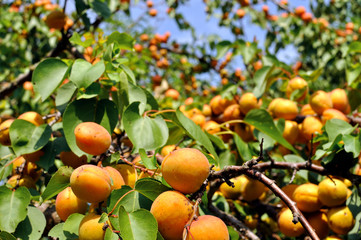 close-up of the ripe apricots