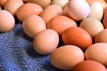 Brown yard eggs, wet