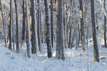 A forest of pine trees covered with snow