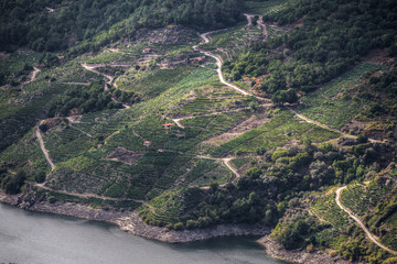 Viñedos de mencía en Sober