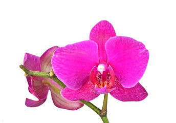 Pink orchid flower