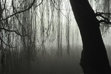 Obraz premium mgła na jeziorem