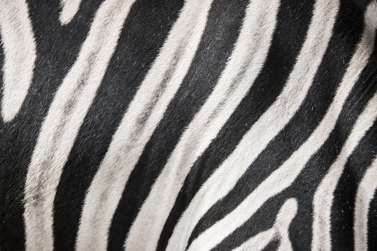 zebra in detail