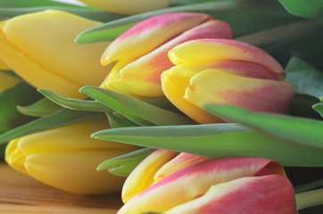 yellow and red spring tulips