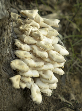 Australian Oyster Mushrooms, Pleurotus ostreatus