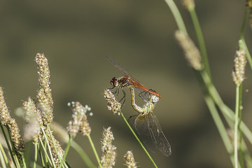 composizione orizzontale fotografica di coppia di libellule in atto riproduzione 