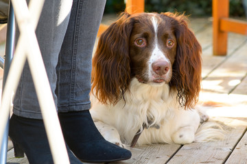 English springer spaniel dog lying down at owners feet