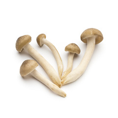 Mushroom on the isolated background.