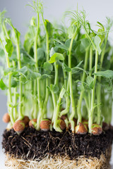 Obraz premium Organic pea sprouts in white backround.