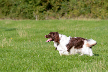 English springer spaniel dog running in long grass