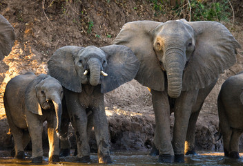 Group of elephants standing near the water. Zambia. Lower Zambezi National Park. Zambezi River. An excellent illustration.