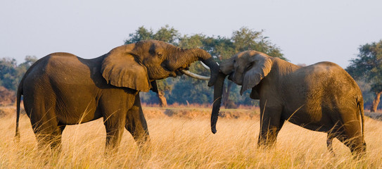 Two elephants playing with each other. Zambia. Lower Zambezi National Park. Zambezi River. An...