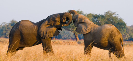 Two elephants playing with each other. Zambia. Lower Zambezi National Park. Zambezi River. An...