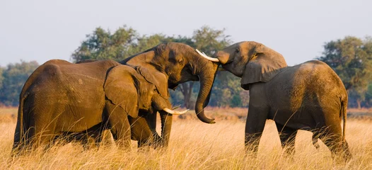 Foto op Aluminium Twee olifanten die met elkaar spelen. Zambia. Lager Zambezi Nationaal Park. Zambezi rivier. Een uitstekende illustratie. © gudkovandrey