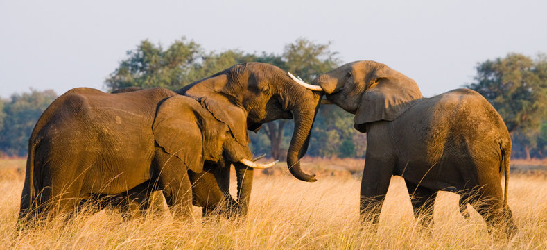 Fototapeta Two elephants playing with each other. Zambia. Lower Zambezi National Park. Zambezi River. An excellent illustration.