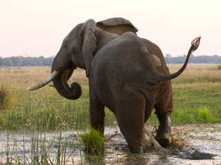 Elephant runs away. Zambia. Lower Zambezi National Park. Zambezi River. An excellent illustration.