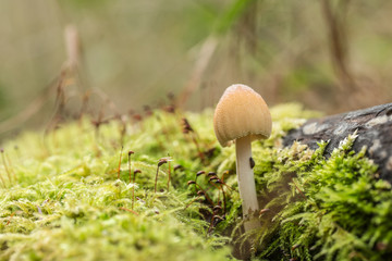 Fairy Inkcap in Woodland (coprinellus disseminatus)