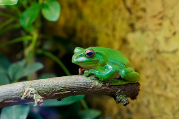 Grüner Frosch