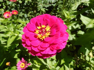 Closeup on hot pink daisy flower blooming in garden