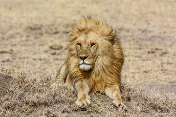 Lion in Africa