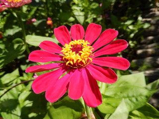 Obraz premium Blooming red daisy flower