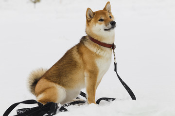 Japanese dog breed Shiba Inu in snow