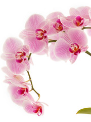 Fototapeta na wymiar Orchideenast im Gegenlicht