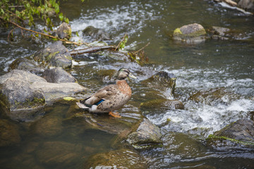 Ente bei den Wasserfällen von  Whangarei