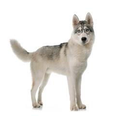 Fototapeta premium gray siberian husky