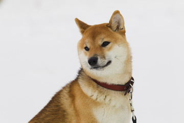 Japanese dog breed Shiba Inu in snow