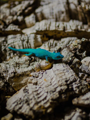 Tiny dragon