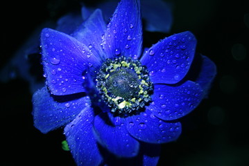 beauty flowers