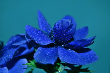beauty flowers
