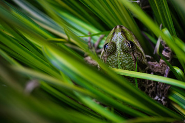 Hidden frog