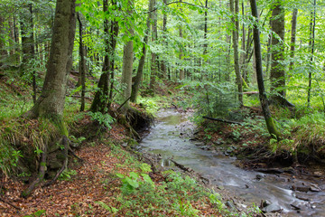Obraz premium Peaceful forest stream flow down among stones