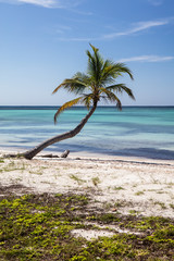 Coconut Palm on Remote Caribbean Caye