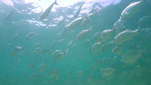 A large school of fish Bigeye trevally (Caranx sexfasciatus) swimming under the surface of the water (bottom view), Indian Ocean, Hikkaduwa, Sri Lanka, South Asia
