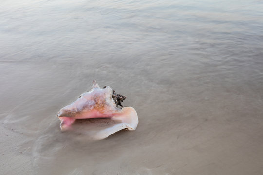 Queen Conch Shell On Beach