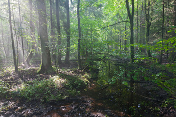 Fototapeta premium Summertime sunrise in wet stand of Bialowieza Forest